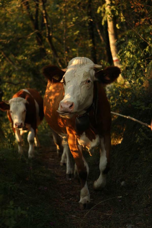 Baita Tana Da L'Ors Forgaria nel Friuli Exterior foto